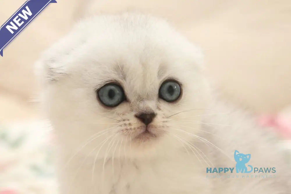 Fayst Scottish Fold male black silver shaded live animals