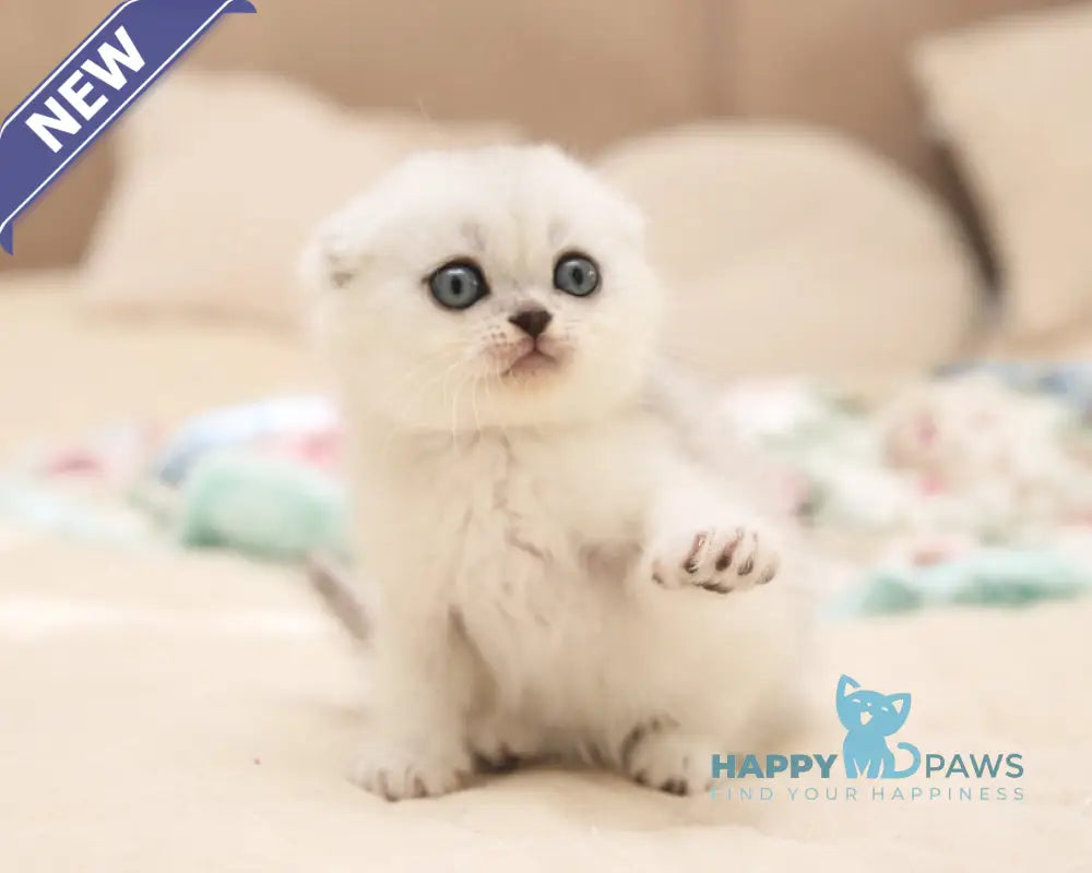 Fayst Scottish Fold male black silver shaded live animals