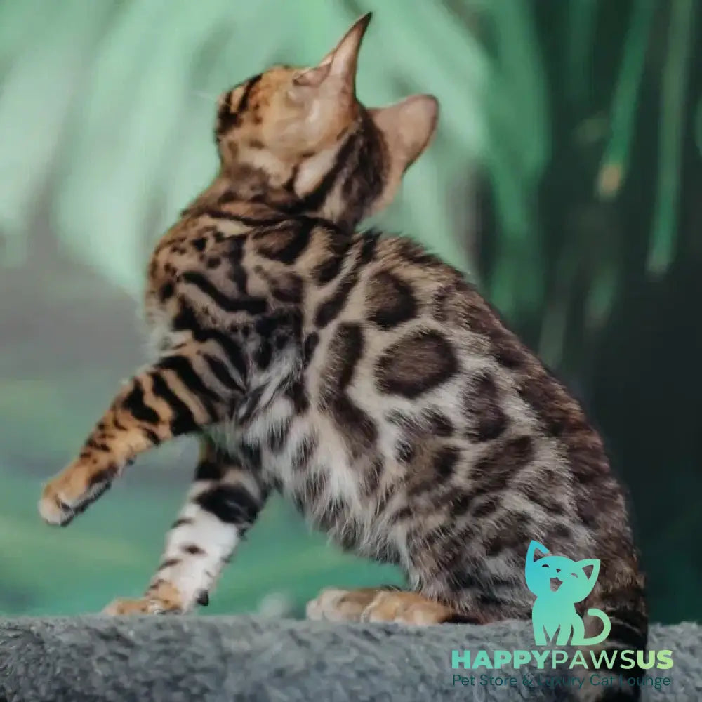 Fazan Bengal male black spotted tabby - live animals