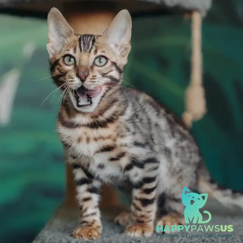 Fazan Bengal male black spotted tabby - live animals