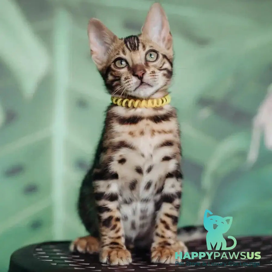 Fazan Bengal male black spotted tabby - live animals