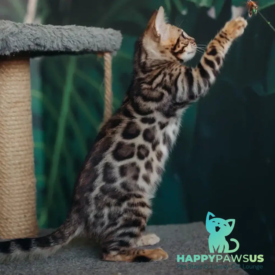Fazan Bengal male black spotted tabby - live animals