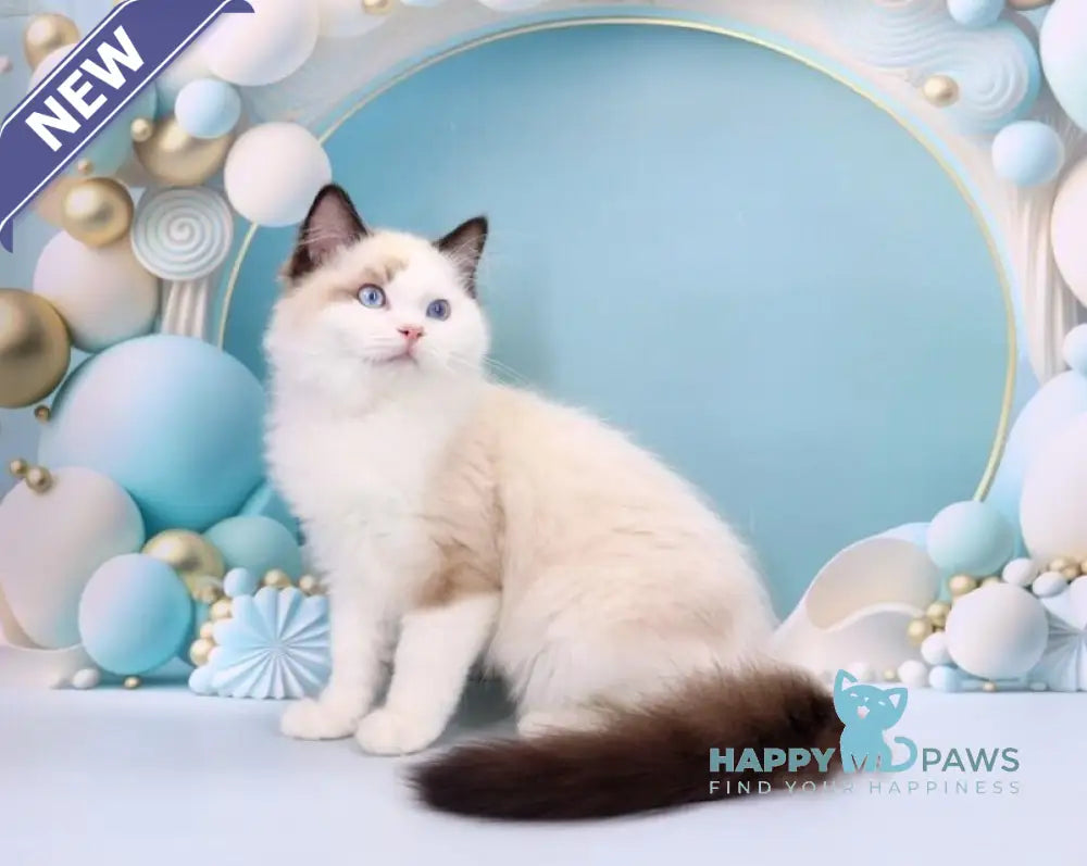 Fedechka Ragdoll male black bicolour live animals