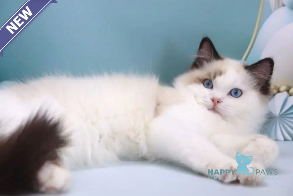 Fedechka Ragdoll male black bicolour live animals