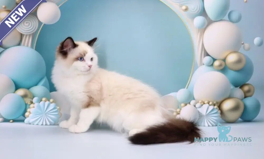 Fedechka Ragdoll male black bicolour live animals