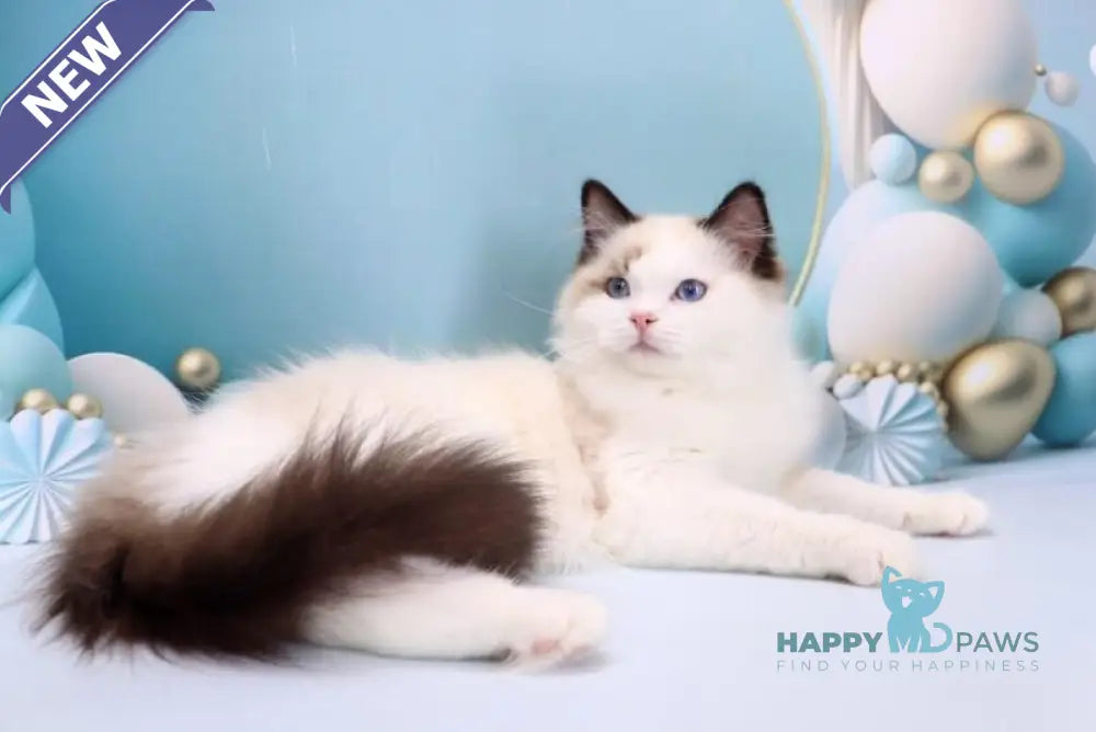 Fedechka Ragdoll male black bicolour live animals