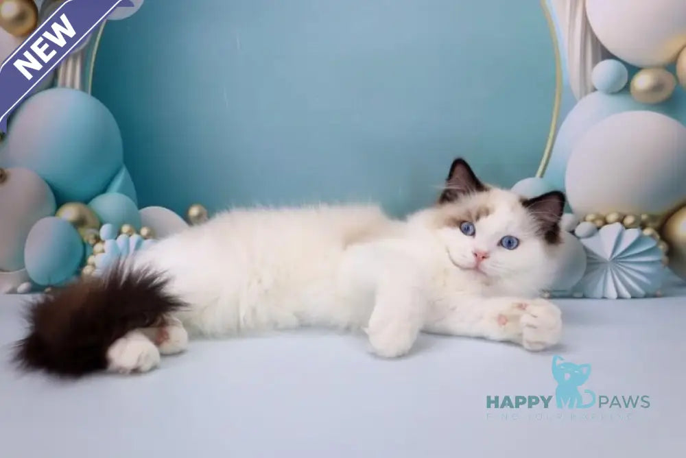 Fedechka Ragdoll male black bicolour live animals