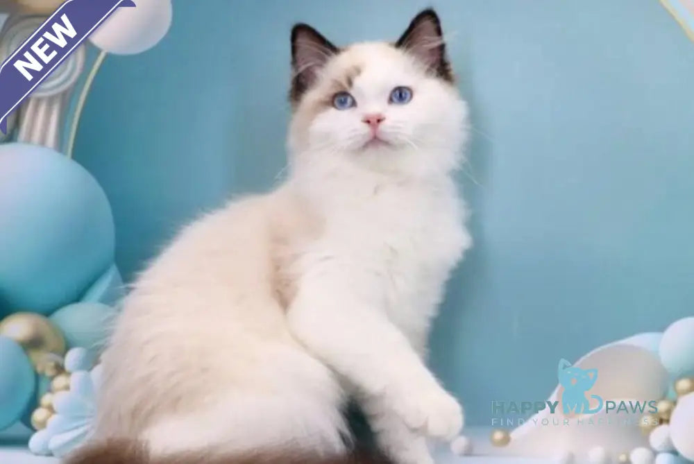 Fedechka Ragdoll male black bicolour live animals