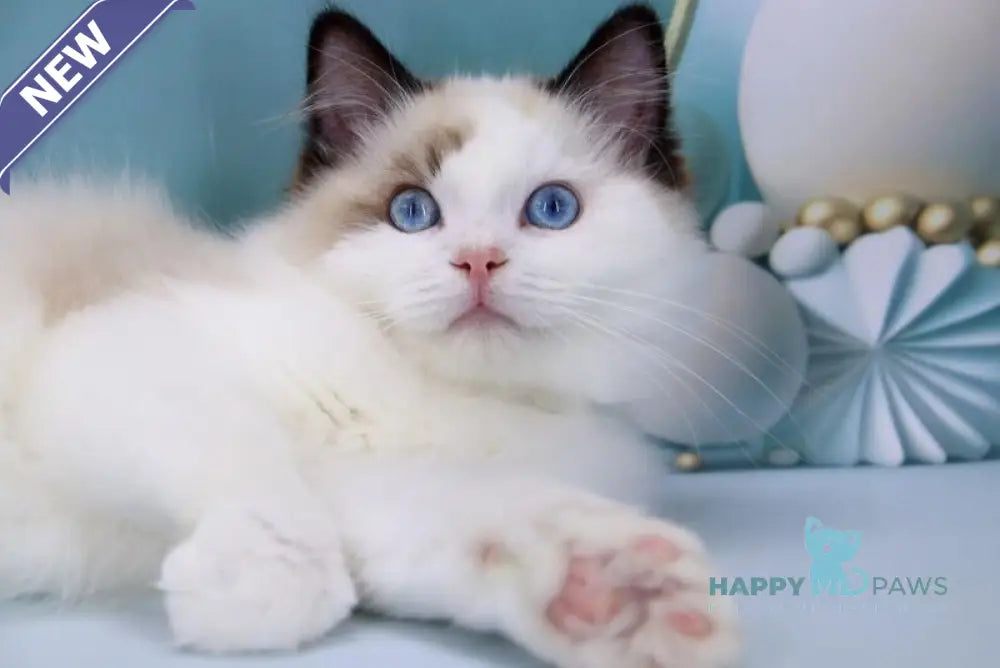 Fedechka Ragdoll male black bicolour live animals