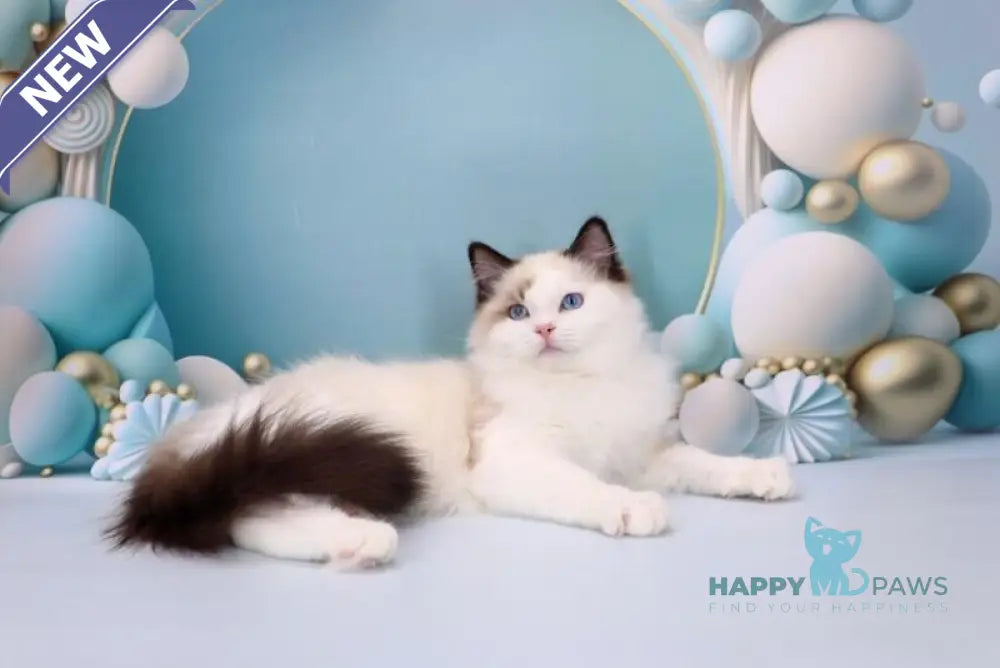 Fedechka Ragdoll male black bicolour live animals