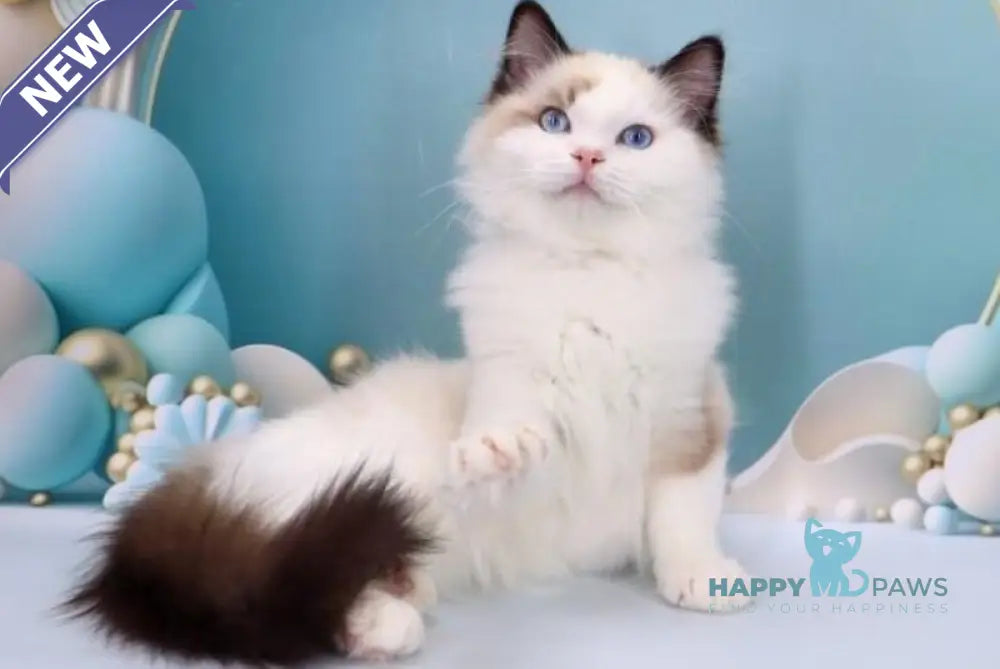 Fedechka Ragdoll male black bicolour live animals