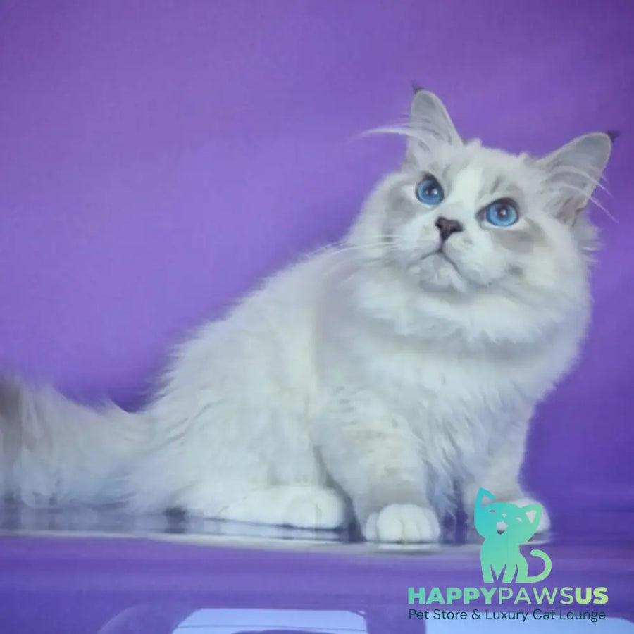 Federik Siberian male blue bicolour tabby pointed - live animals