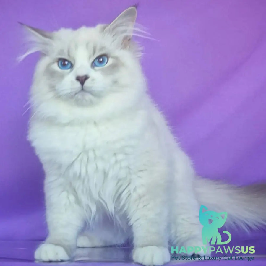 Federik Siberian male blue bicolour tabby pointed - live animals