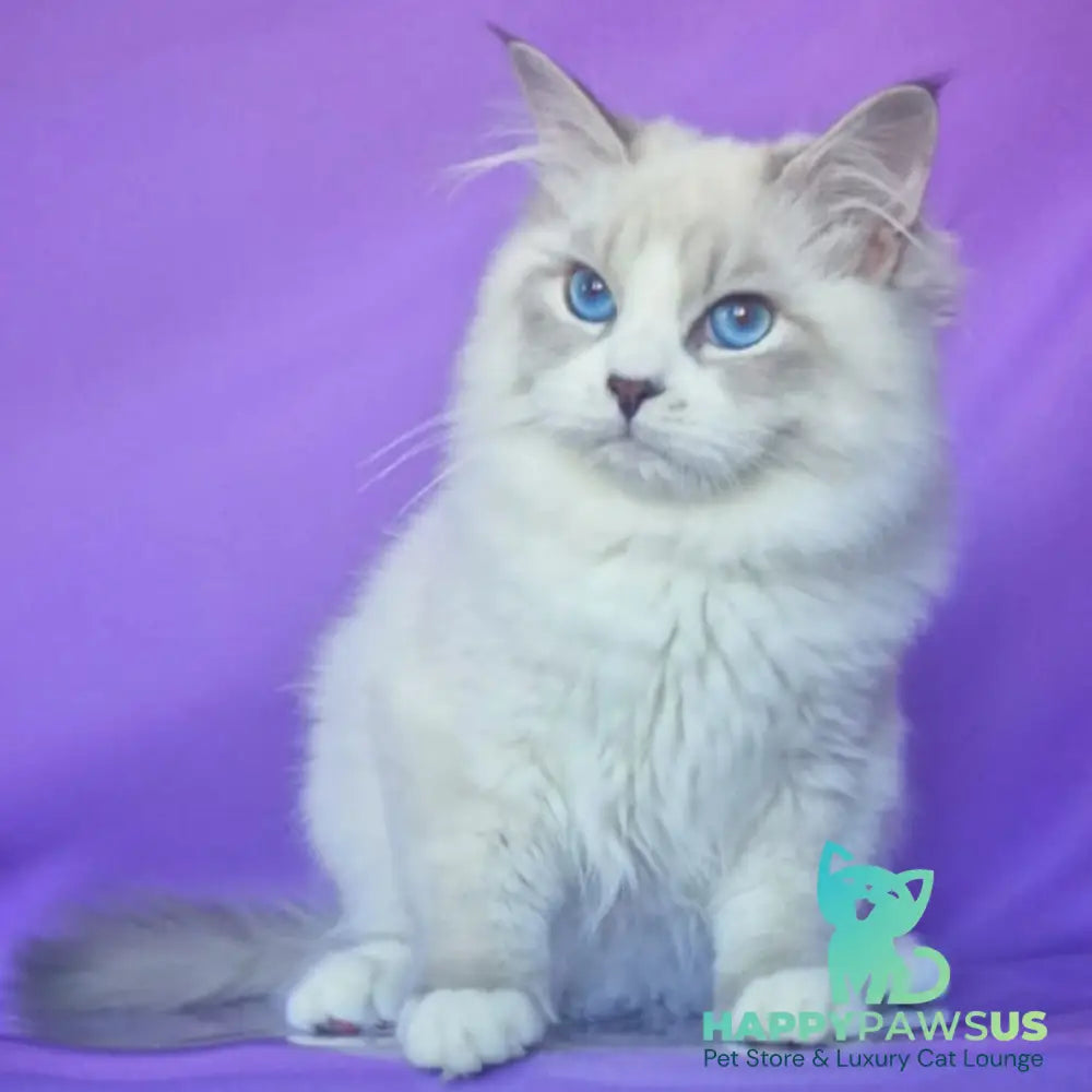 Federik Siberian male blue bicolour tabby pointed - live animals