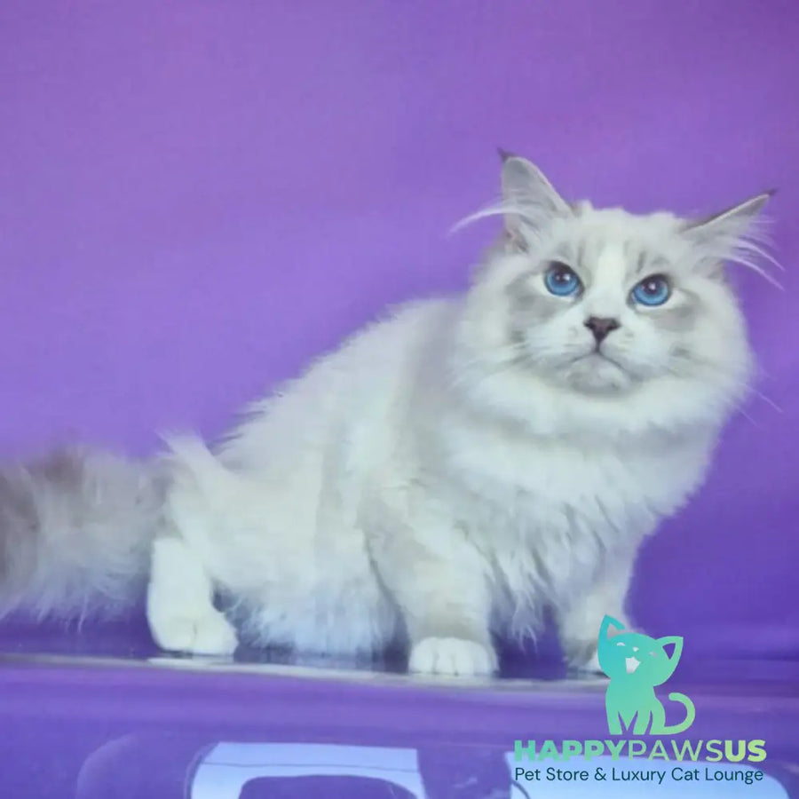 Federik Siberian male blue bicolour tabby pointed - live animals