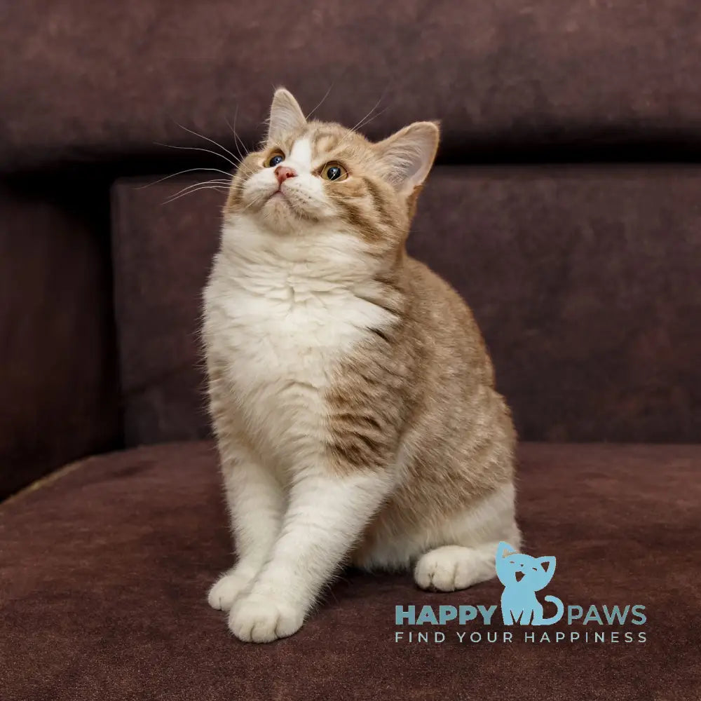 Fedot Selkirk Rex male lilac spotted tabby bicolour live animals