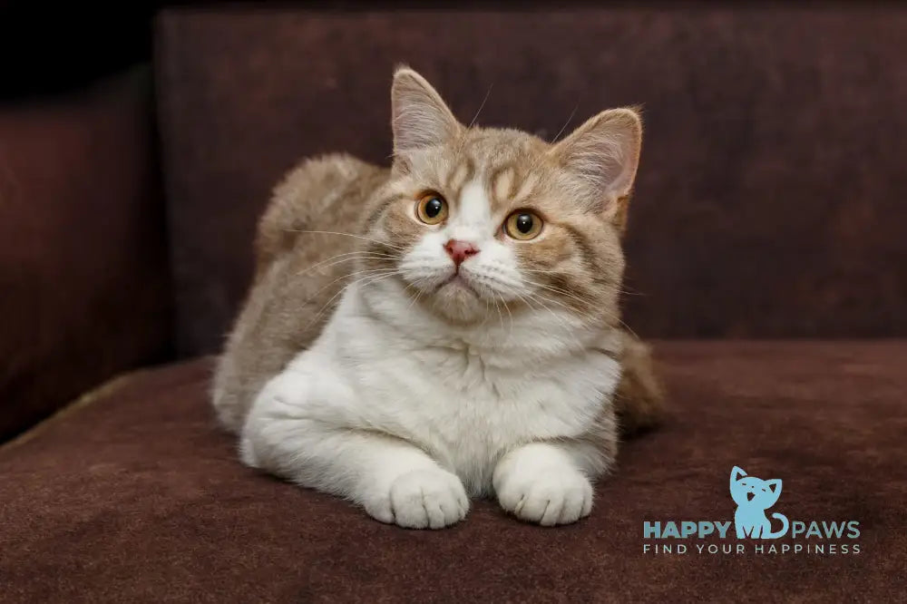 Fedot Selkirk Rex male lilac spotted tabby bicolour live animals
