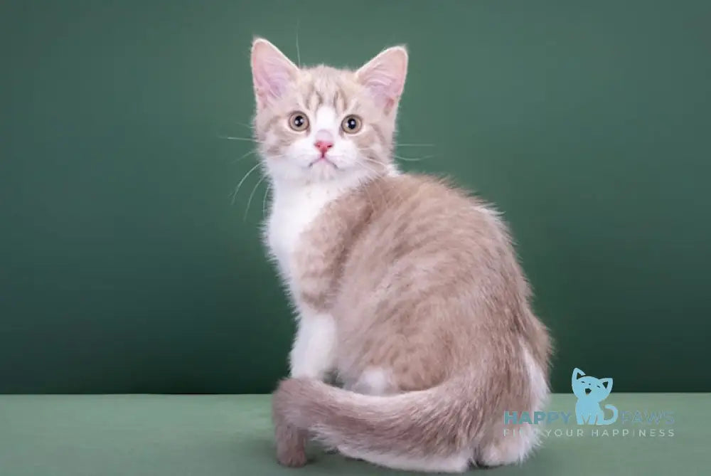 Fedot Selkirk Rex male lilac spotted tabby bicolour live animals