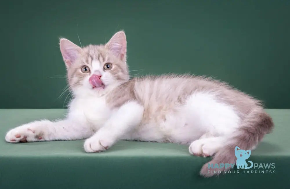 Fedot Selkirk Rex male lilac spotted tabby bicolour live animals
