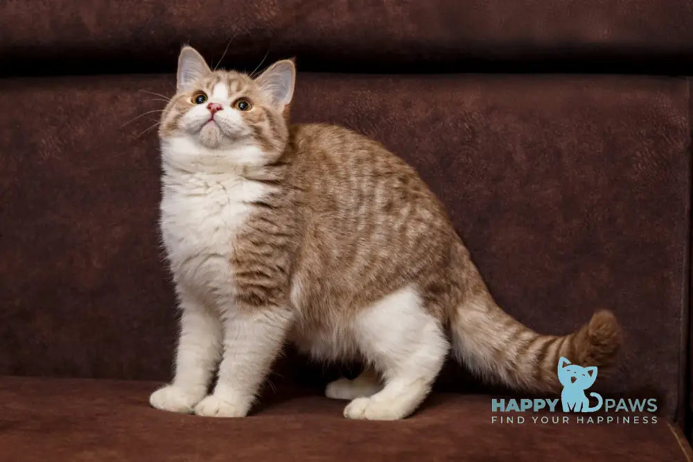 Fedot Selkirk Rex male lilac spotted tabby bicolour live animals