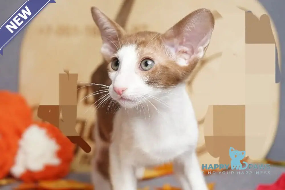 Fedya Oriental Shorthair male cinnamon bicolour live animals