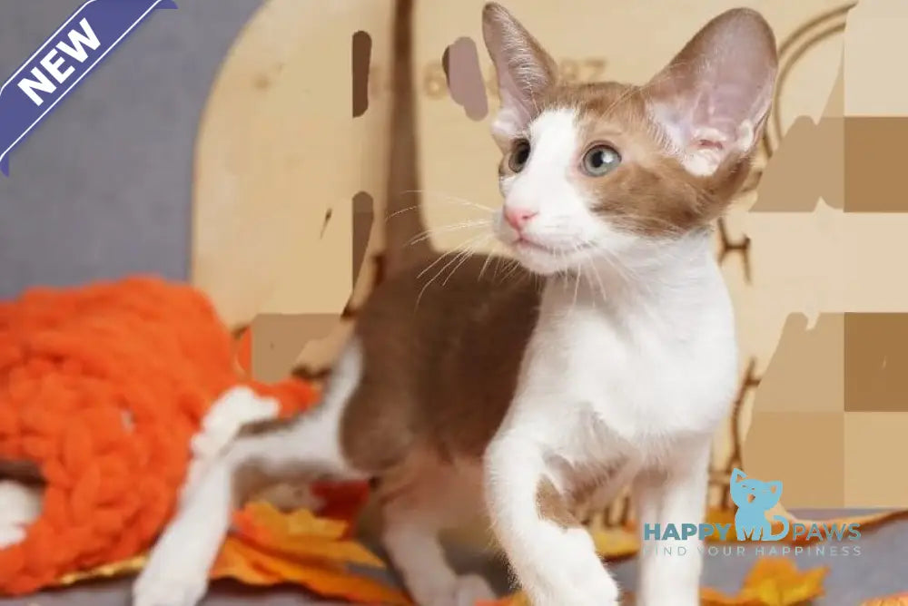 Fedya Oriental Shorthair male cinnamon bicolour live animals