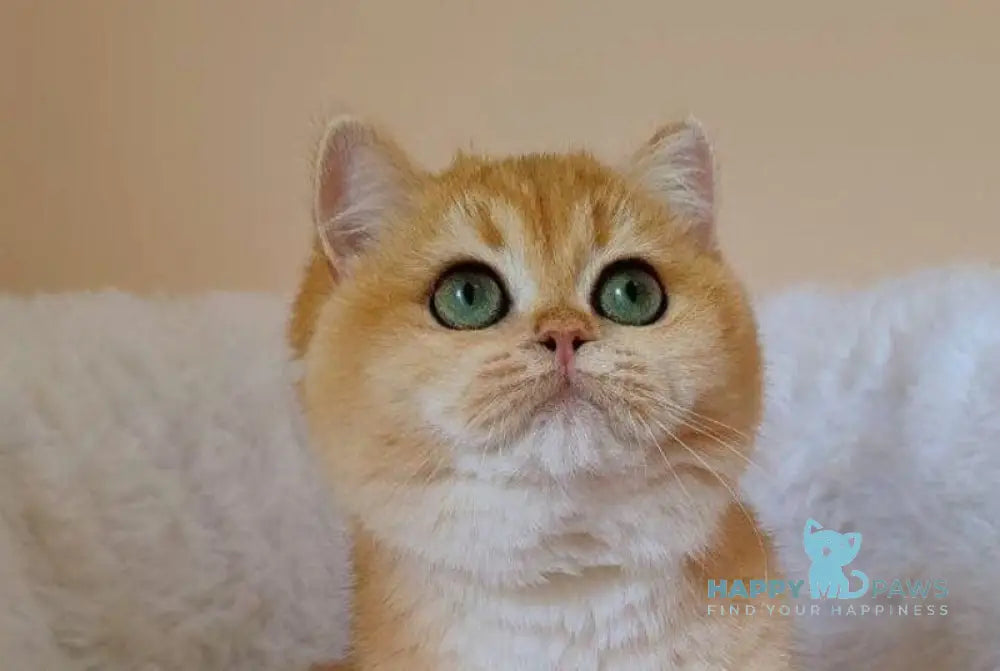 Feia British Shorthair female black golden chinchilla live animals