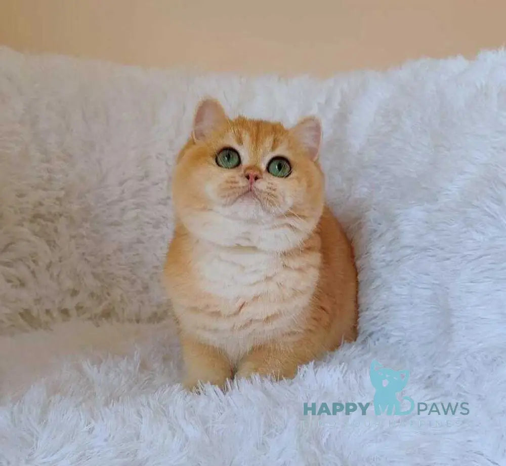 Feia British Shorthair female black golden chinchilla live animals