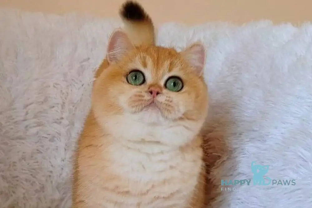 Feia British Shorthair female black golden chinchilla live animals