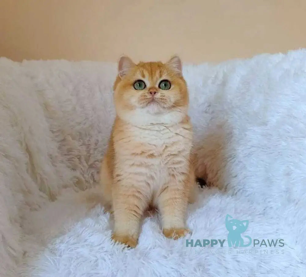 Feia British Shorthair female black golden chinchilla live animals