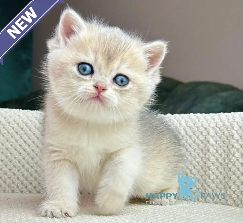 Feia British Shorthair female blue golden shaded live animals