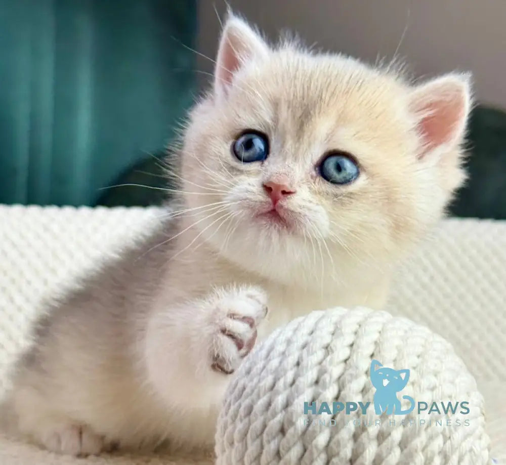 Feia British Shorthair female blue golden shaded live animals