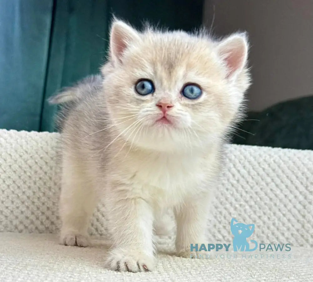 unoa 【Victorian cats Blue green】 Windansea Cattery