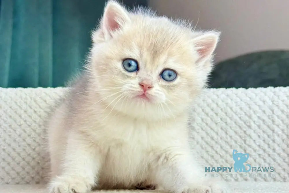 Feia British Shorthair female blue golden shaded live animals