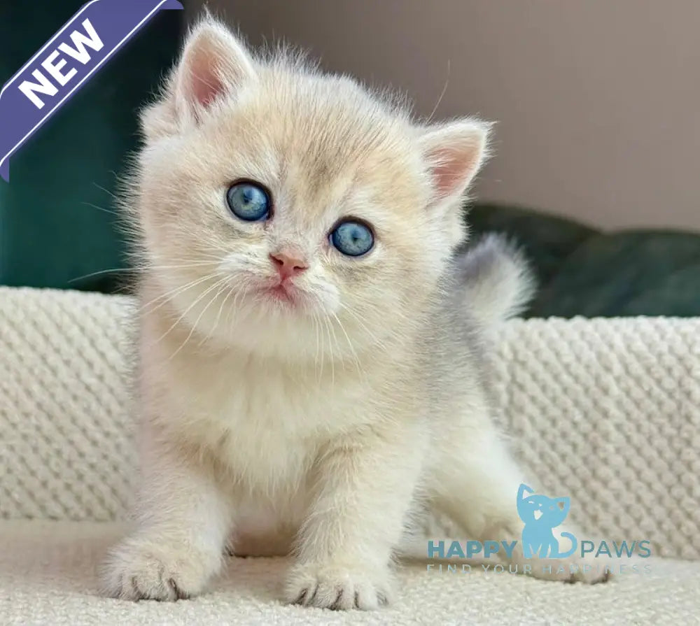 Feia British Shorthair female blue golden shaded live animals