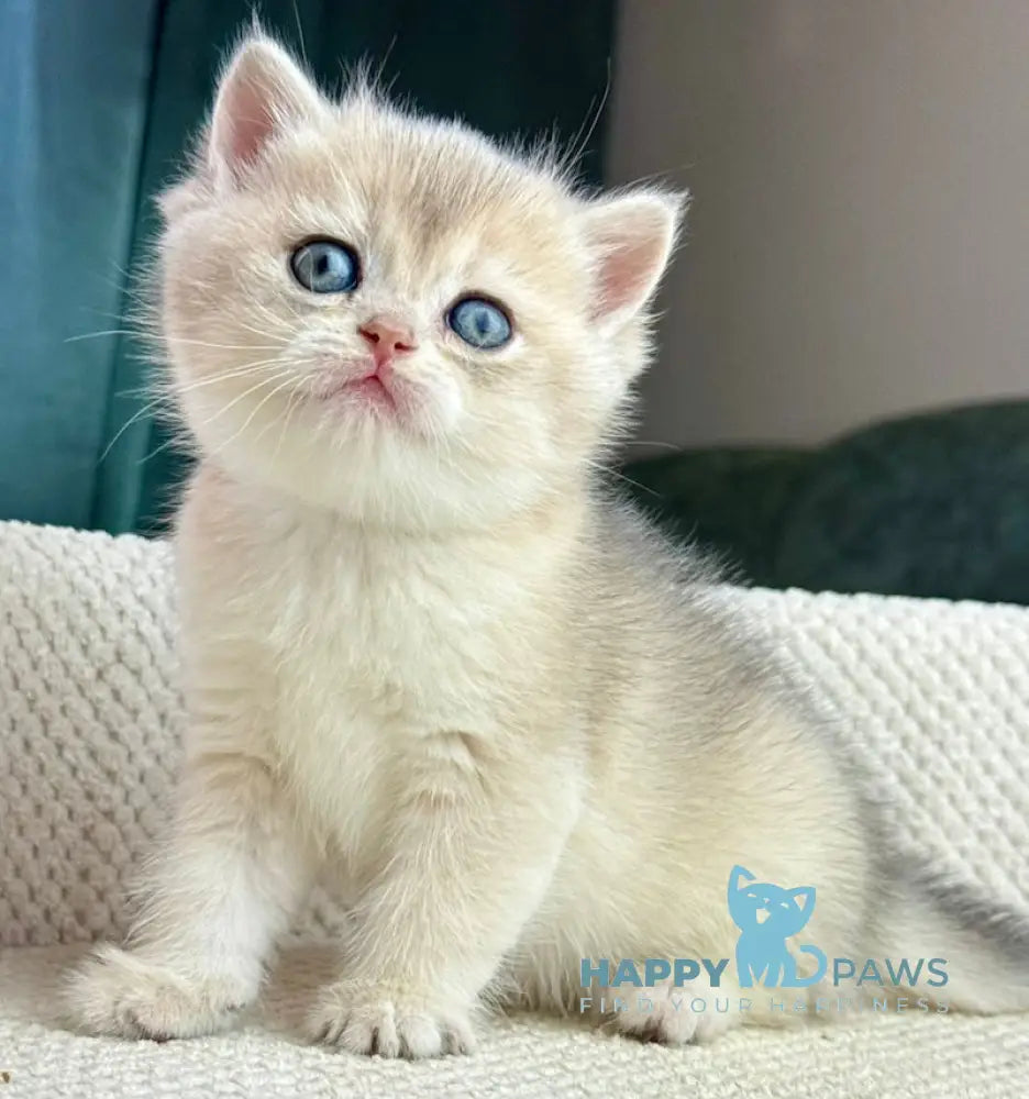 Feia British Shorthair female blue golden shaded live animals