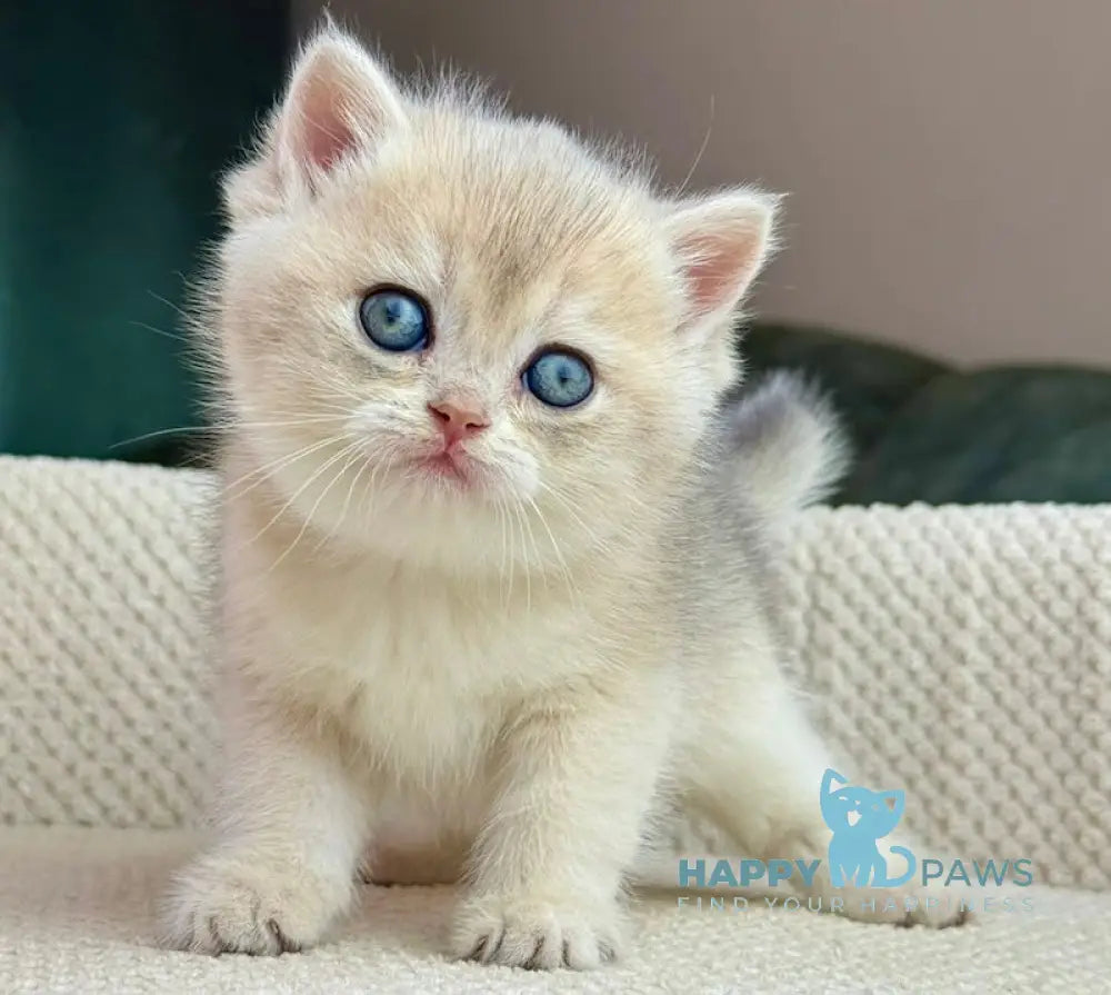 Feia British Shorthair female blue golden shaded live animals