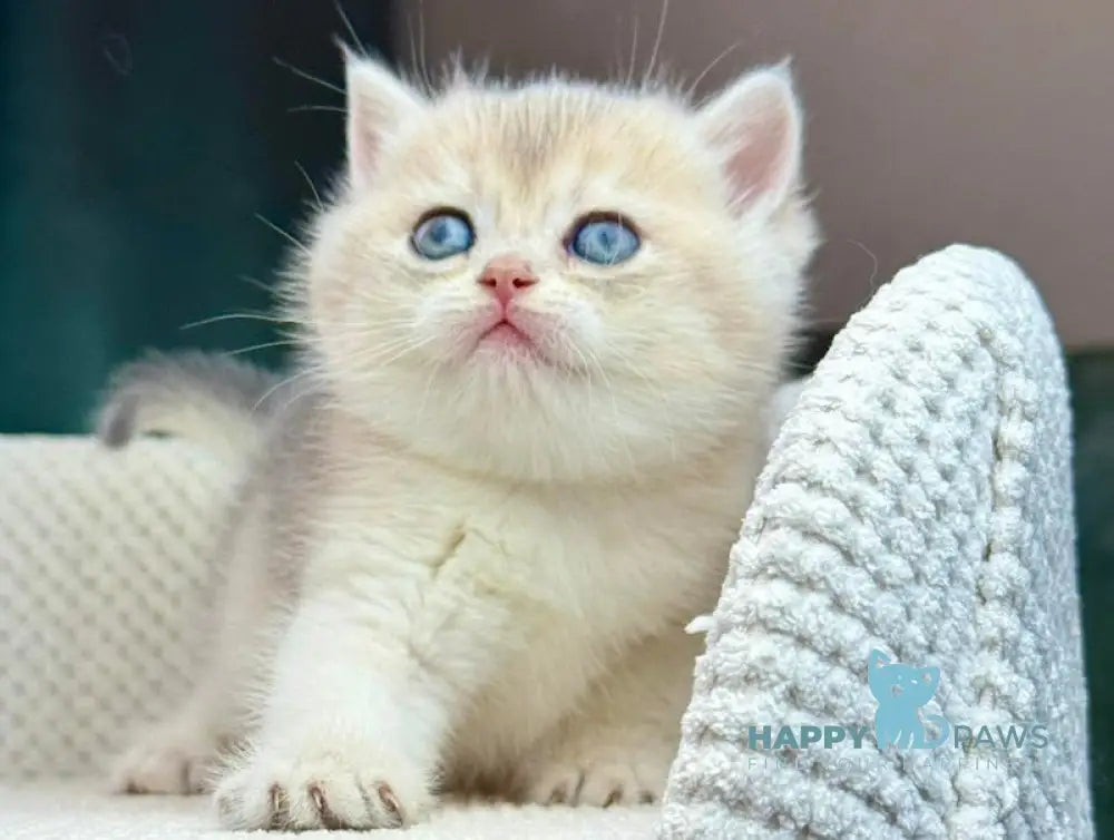 Feia British Shorthair female blue golden shaded live animals