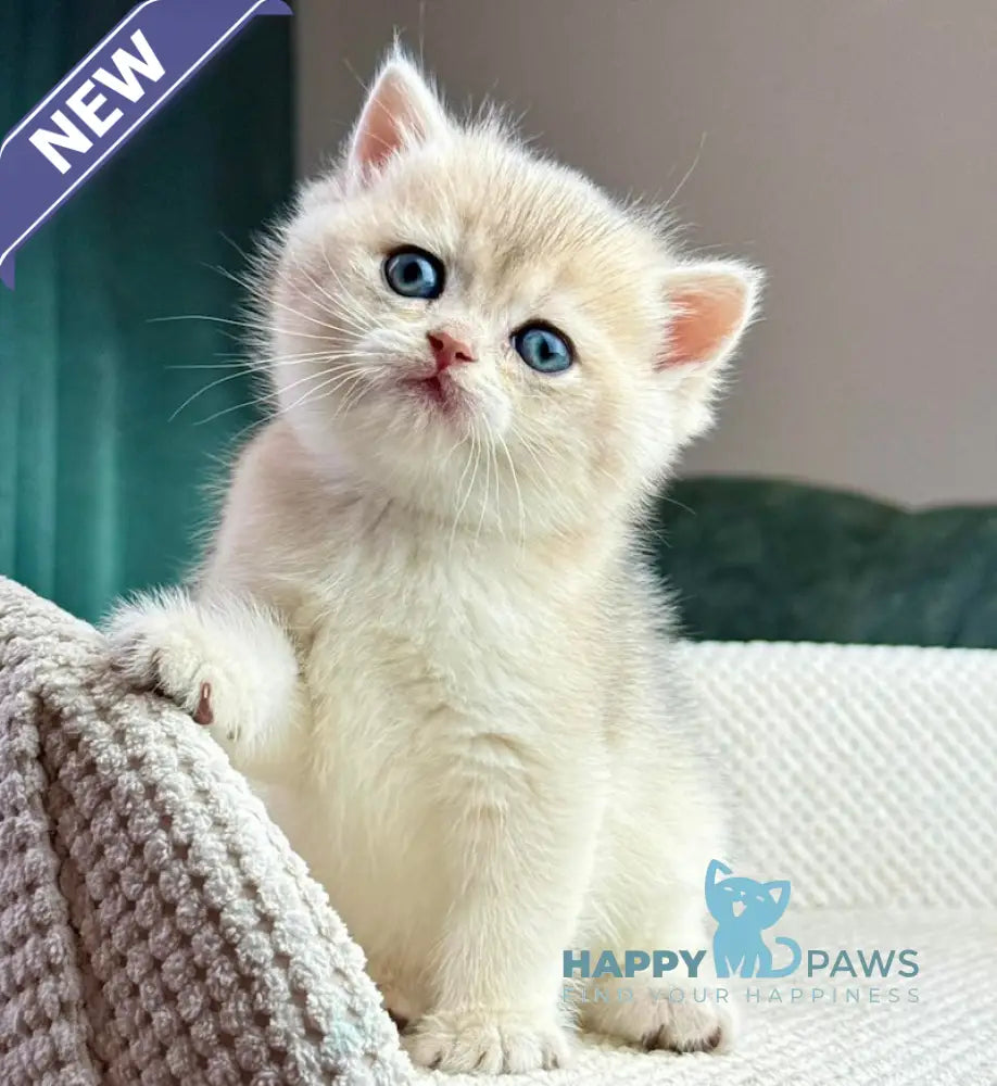 Feia British Shorthair female blue golden shaded live animals
