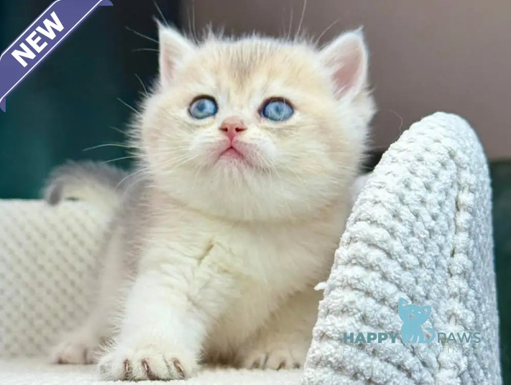 Feia British Shorthair female blue golden shaded live animals