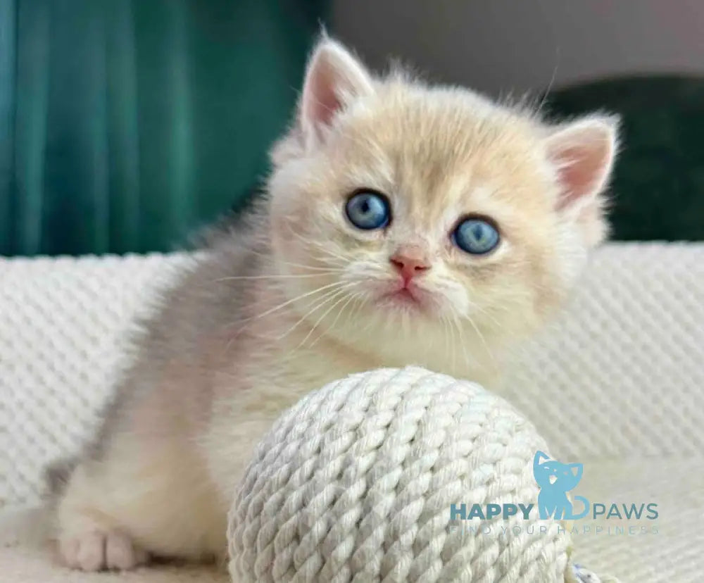 Feia British Shorthair female blue golden shaded live animals