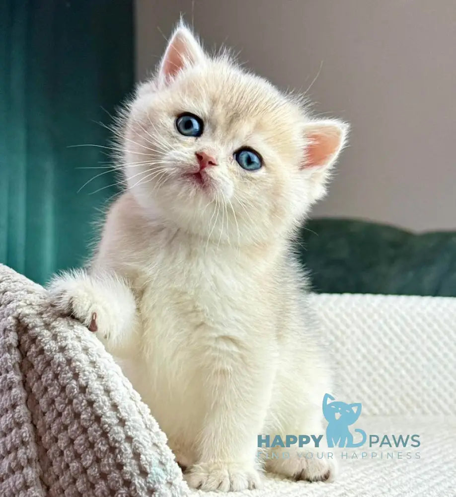 Feia British Shorthair female blue golden shaded live animals