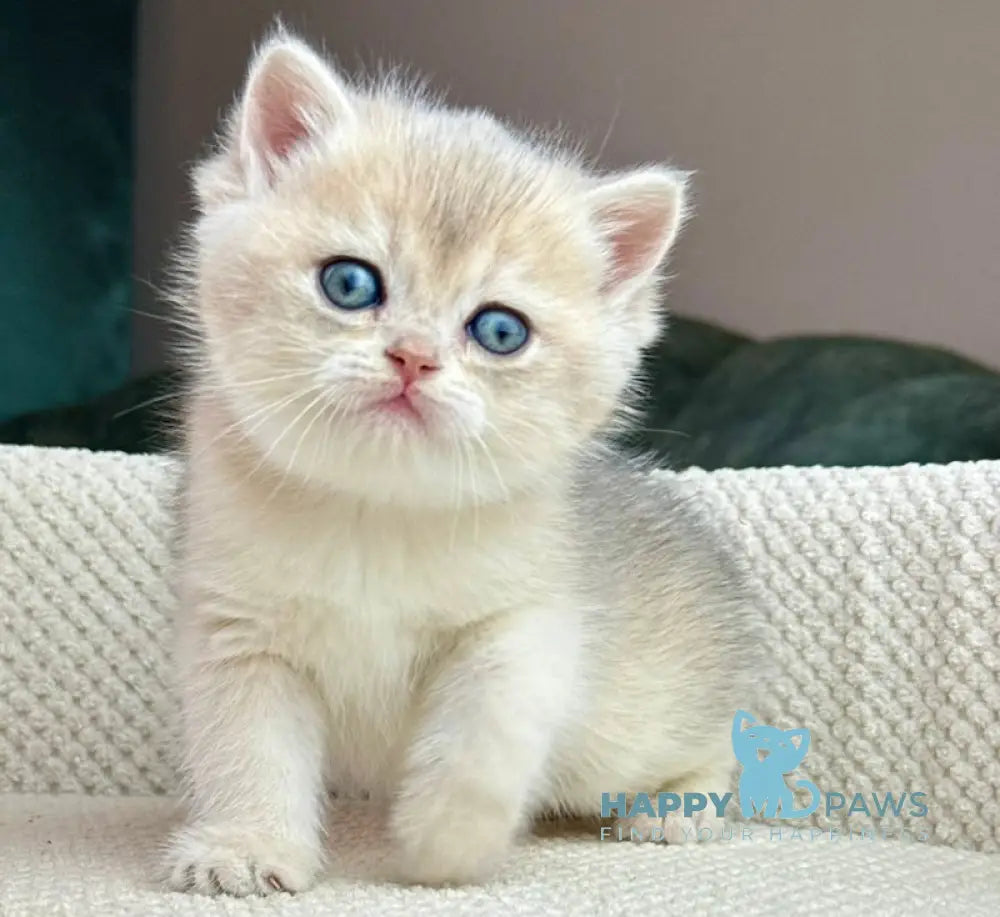 Feia British Shorthair female blue golden shaded live animals