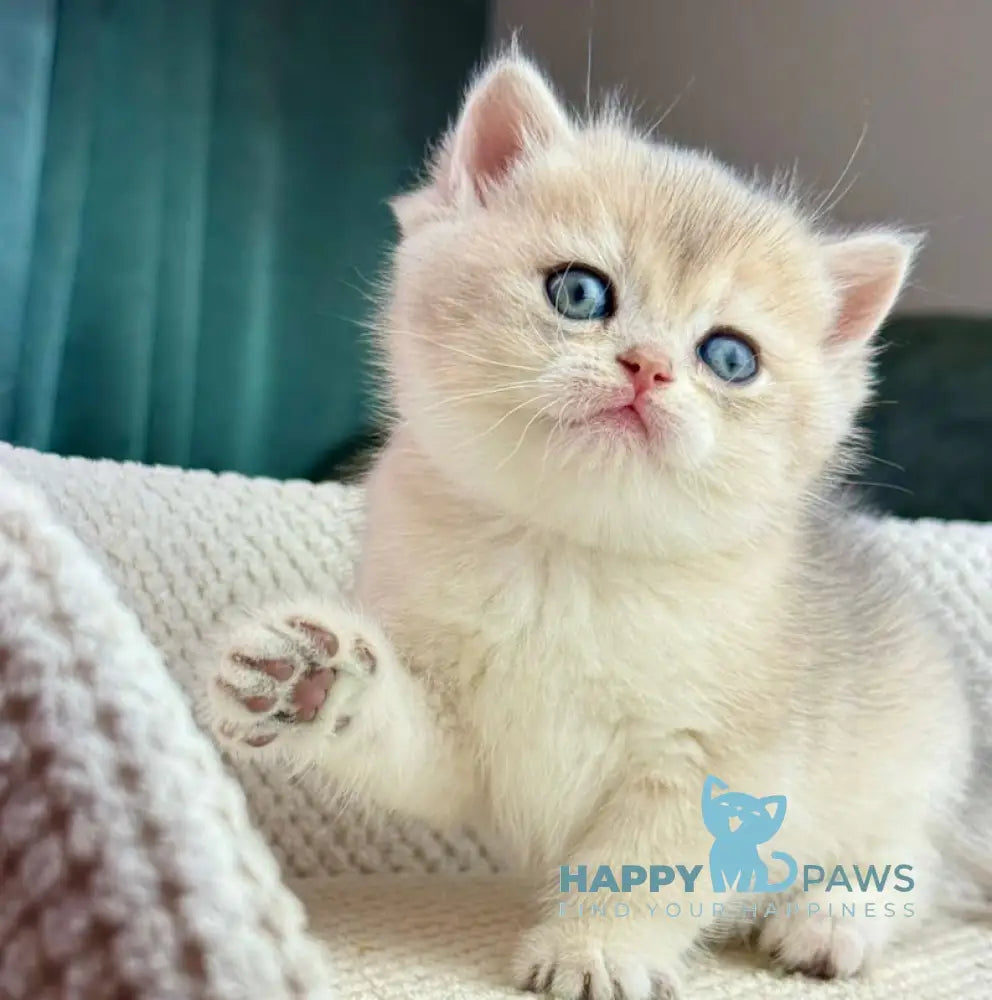 Feia British Shorthair female blue golden shaded live animals