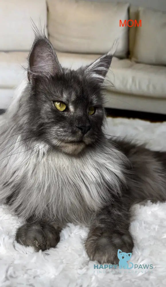 Feia Maine Coon Female Black Silver Live Animals