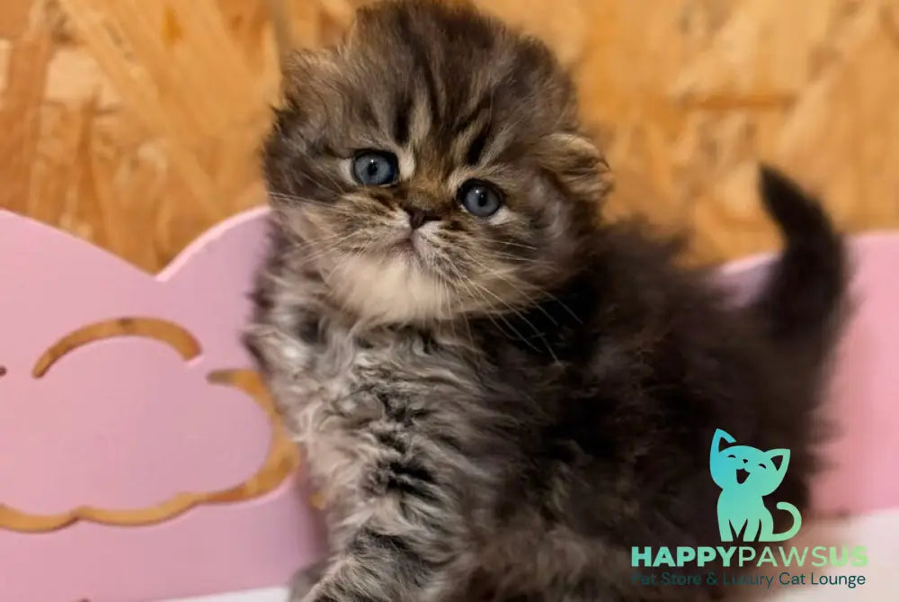 Fekla Scottish Fold female black tabby - live animals