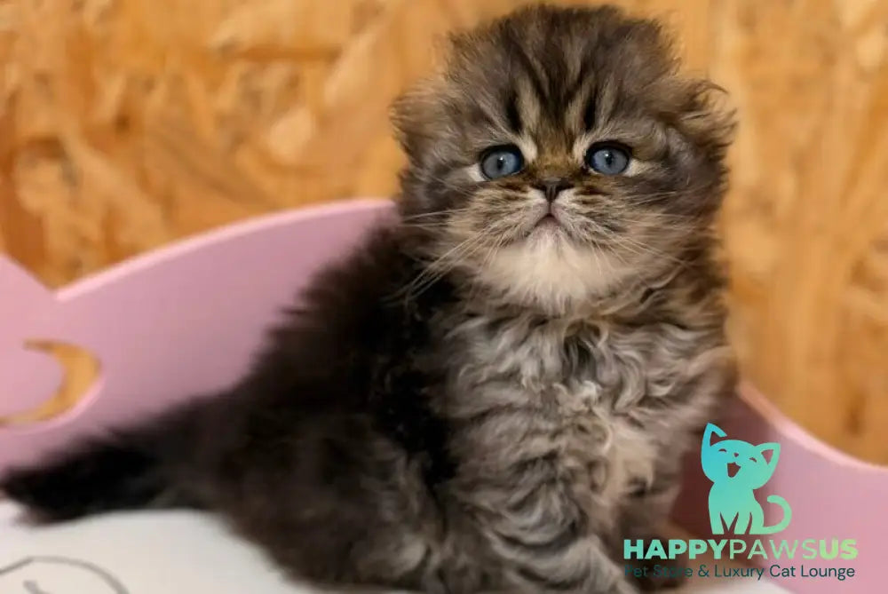 Fekla Scottish Fold female black tabby - live animals