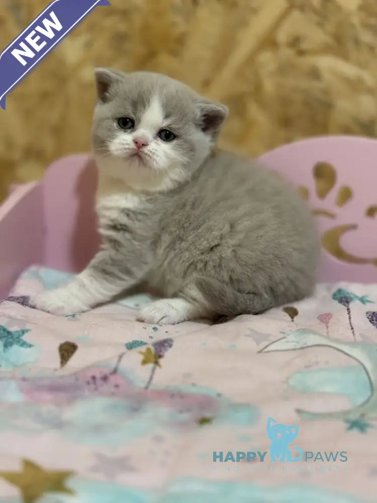 Felice British Shorthair female lilac bicolour live animals