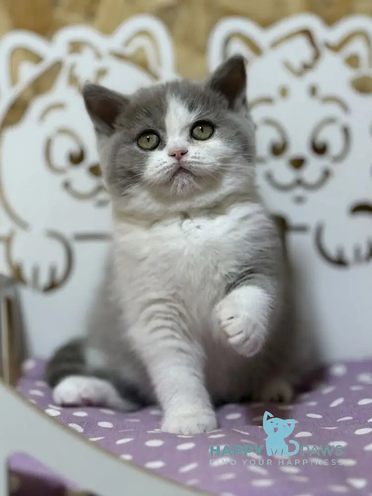 Felice British Shorthair female lilac bicolour live animals