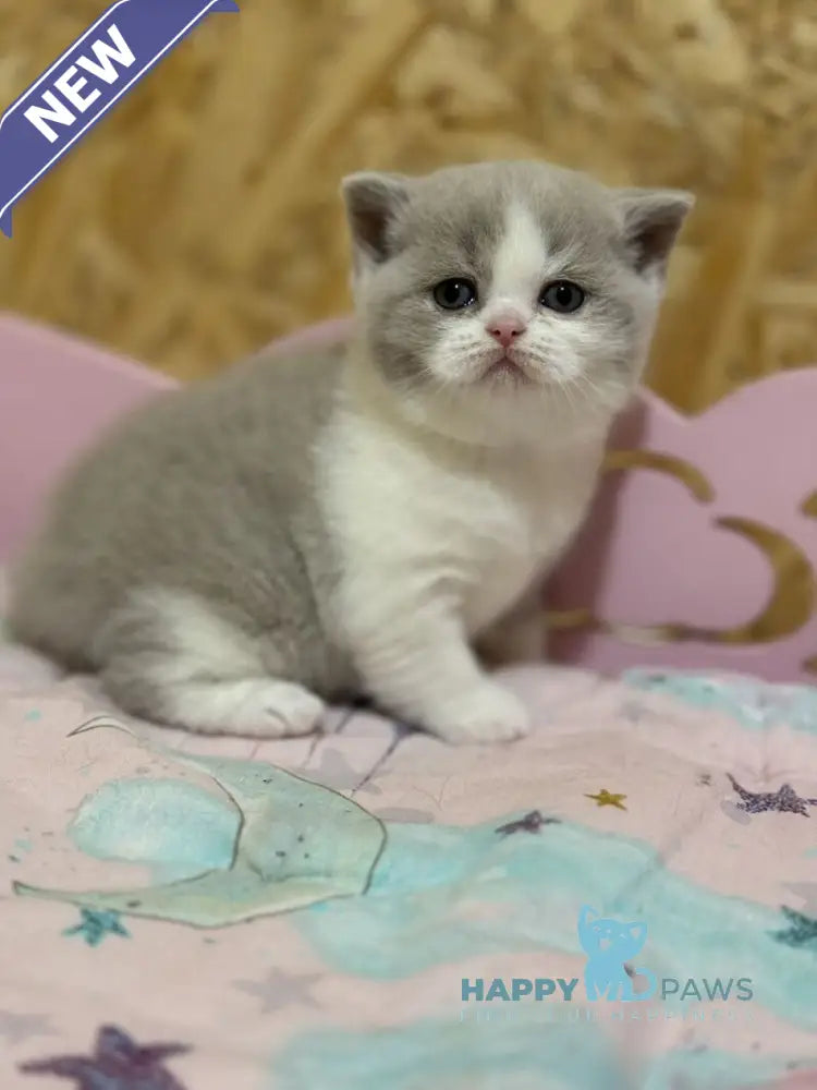 Felice British Shorthair female lilac bicolour live animals
